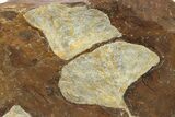 Three Paleocene Fossil Ginkgo Leaves - North Dakota #290799-1